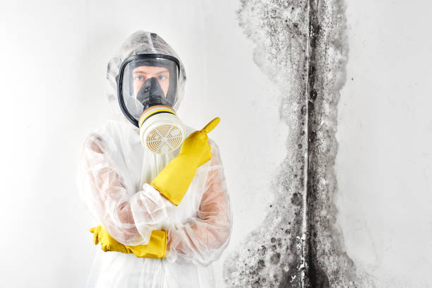 Why You Should Choose Our Mold Remediation Services in Glyndon, MN